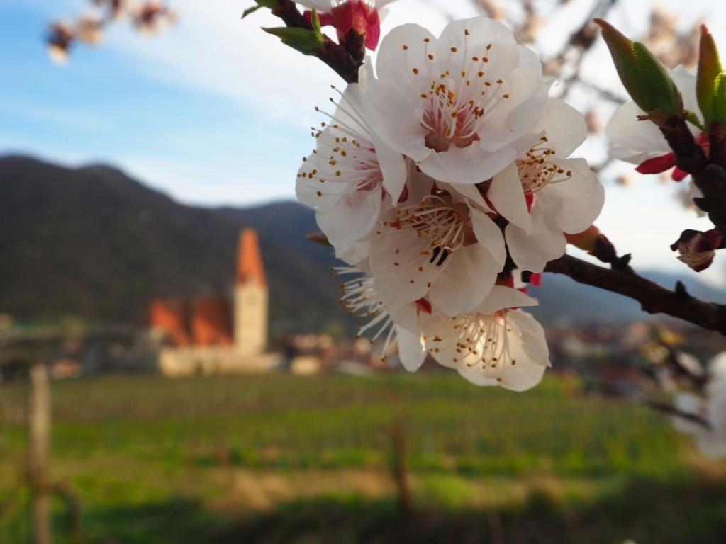 Gaestehaus Haiminger Ehemalig Schmelz Weissenkirchen in der Wachau Luaran gambar